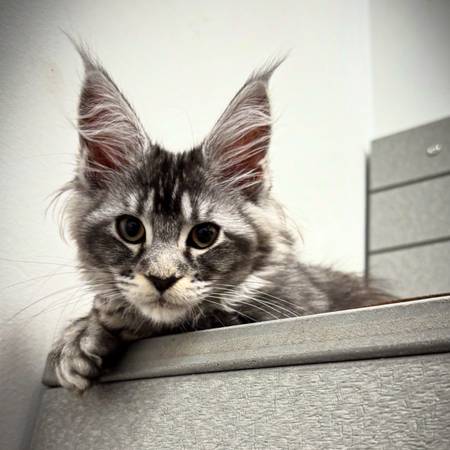 Maine Coon kittens (Duluth)63881506249859121