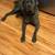 🐾 Rehoming Our 5-Year-Old Cane Corso, Jax 🐾 1 thumbnail