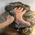 Beautiful snakes need homes!!! 9 thumbnail