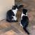 Rehoming farm kittens 4 thumbnail