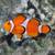 NEMO CLOWNFISH SUPER SALE!! 15 thumbnail