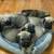Cane Corso 6 thumbnail