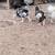 CHICKS FOR SALE 10 thumbnail