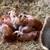 Yorkshire Hampshire piglets pigs pig 9 thumbnail