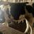 Holstein Bulls for sale 1 thumbnail