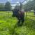 Irish Dexter Steer - Grow your own beef! 3 thumbnail