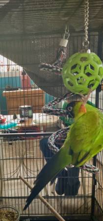 Nanday conure 1