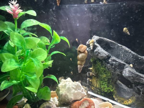 Caracoles de acuario saludables (caracoles de trompeta malayos). (Sur de Lincoln)63623063373313122