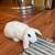 Holland Lop Bunnies 2 thumbnail
