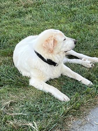 Perros guardianes de ganado (Raymond)63623063216001121