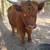 Highlander heifer 4 thumbnail