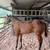 AQHA colt horse 1 thumbnail