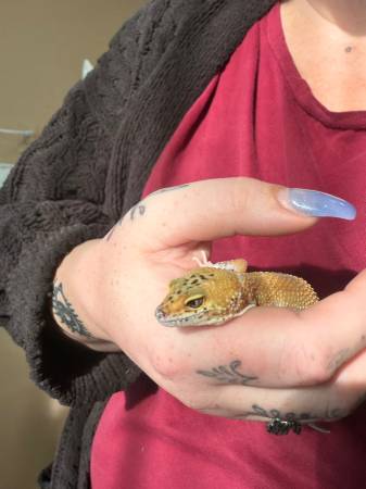 Female Leopard Gecko -$50 1