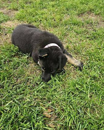 Shepherd puppies family 1