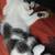 Kittens- 8 weeks 1 thumbnail