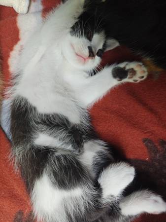 Kittens- 8 weeks 1