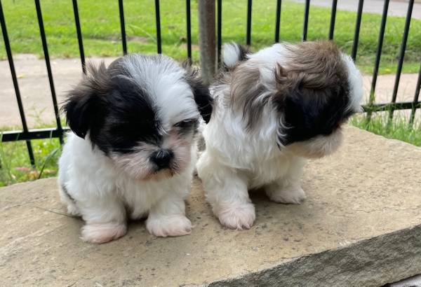 male shihtzu63670608480771123