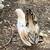 Chickens 4 thumbnail