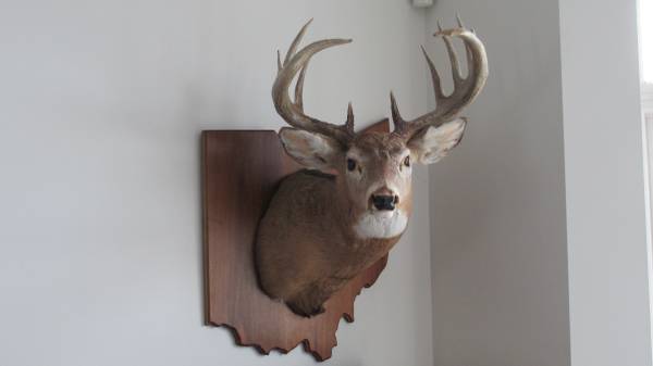 Deer Head Mount 1