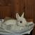 MISSING DWARF RABBIT 3 thumbnail