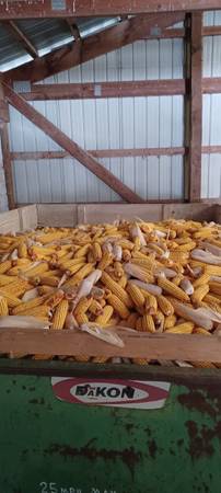 Cob Corn 1