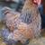 Cold hardy hens Chicks chickens pullets all female almost laying eggs 21 thumbnail