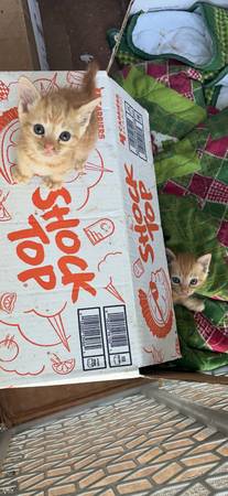 Beautiful kittens FREE TO GOOD HOME (Elberta)63920391278082124