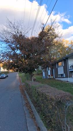 TREE SERVICES, TREE maintenance AND REMOVAL 1