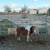 2 mini horses 3 thumbnail