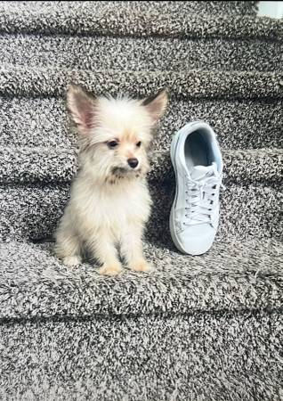 Yorkiemix63881507694467122