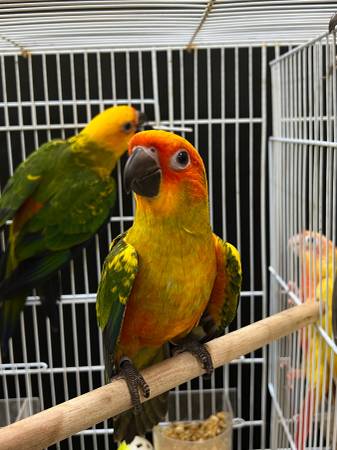 Sun and Jenday Conures (vallejo / benicia)63836592118913120