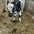 Normande Holstein Heifer 1 thumbnail