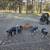 Pigs 1 thumbnail