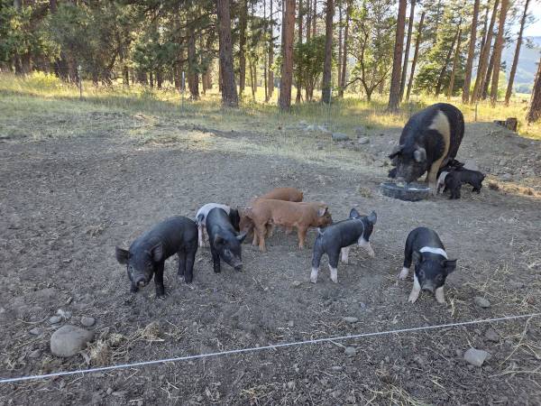 Pigs 1