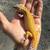 Leopard geckos 2 thumbnail