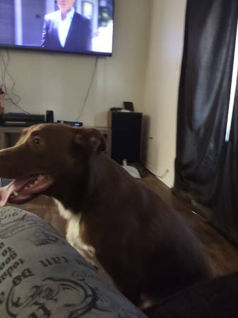Adoptar a mi perro (Needles)63441743295745121
