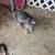 Cat and kittens 3 thumbnail