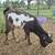 Nigerian Dwarf Goats 4 thumbnail