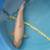 Koi fish for sale 8 thumbnail