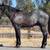 AQHA Blue Roan colt 3 thumbnail