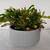 Christmas Zygo Blooming Cactus Plant in a Pot. 1 thumbnail