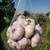 Garlic (seed) - Beyond Sustainable Life 1 thumbnail