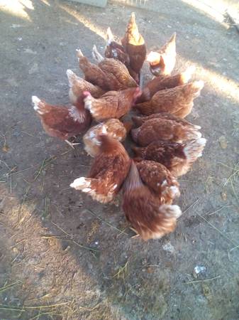 White Tail Reds 1