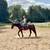 Versatile Warmblood Gelding for Sale 4 thumbnail