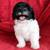 Havanese doodles (Havapoo) 2 thumbnail