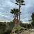 Tree service/landscaping/tractor  work, Woodside, portola,los altos,sa 11 thumbnail