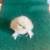 Show silkies and barn yard mixes 6 thumbnail