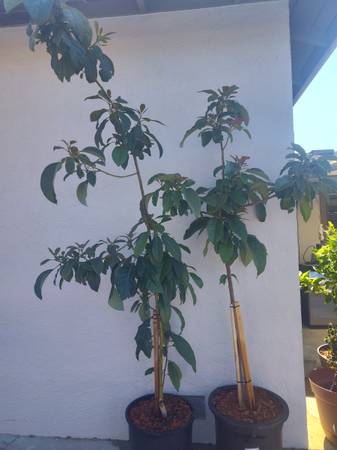 Hass avocado trees 1