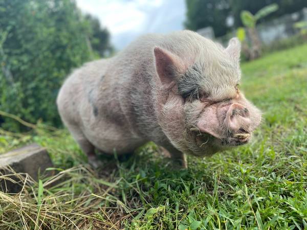 Pot belly pig (Fort Pierce)63667845982337121