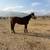 Big Bay Mare 2 thumbnail